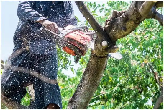 tree services Banner Hill